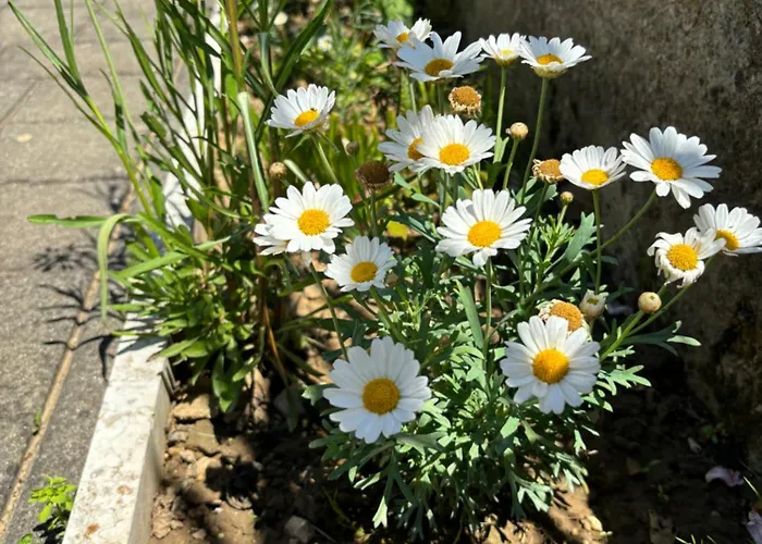 Ana - Family Friendly *