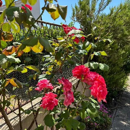 Ana - Family Friendly * ザダル