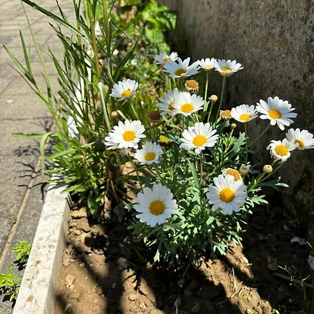 Ana - Family Friendly *